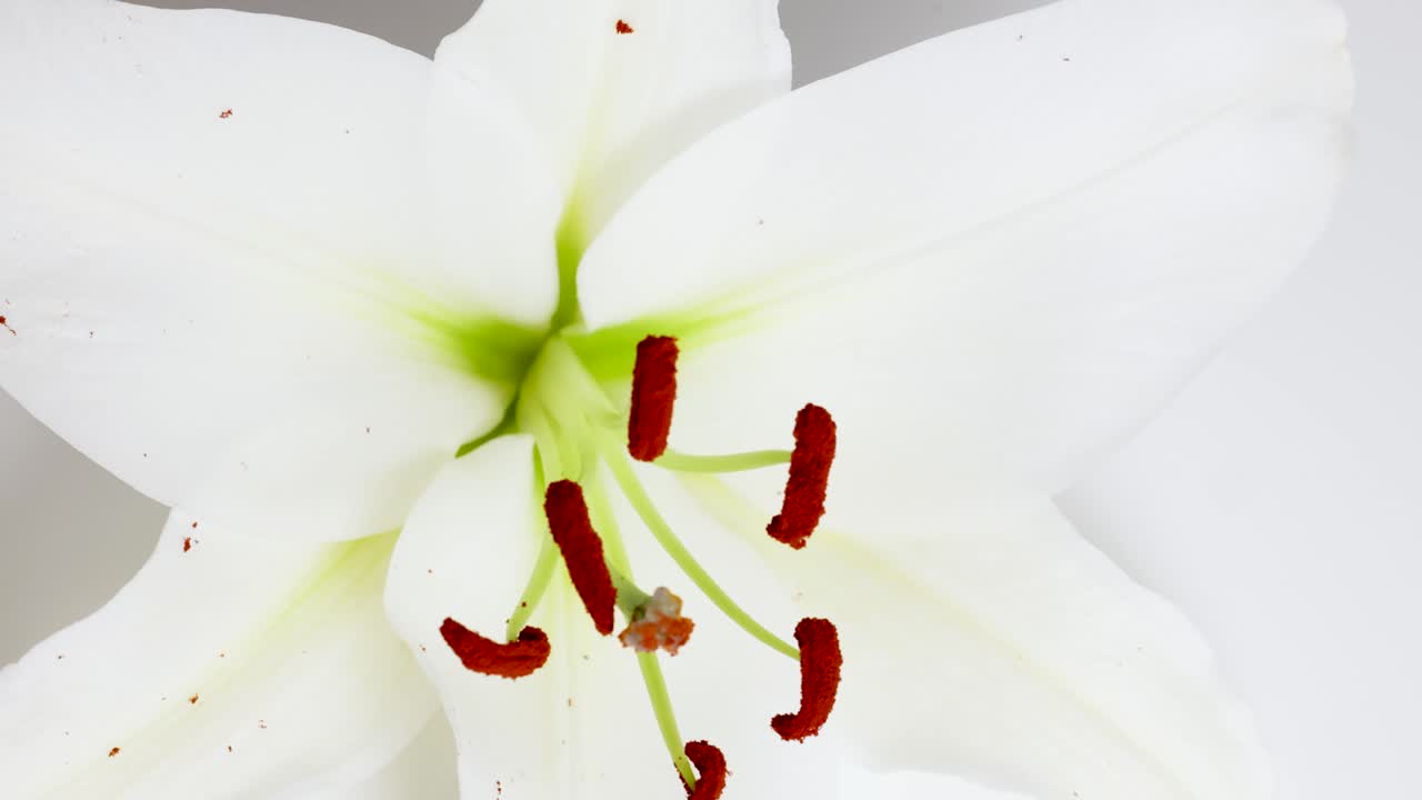 Un fiore di giglio bianco fiorisce e appassisce nell'arco di 29 secondi, mostrando i suoi stami vibranti e i petali delicati con un'illuminazione soffusa.