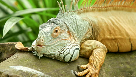 close up of a beautiful scaly iguana lizard laying on a log