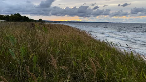 wheat field near the sea under a cloudy sky - medium shot