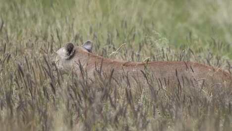 lioness stalking through long grass hunting her prey