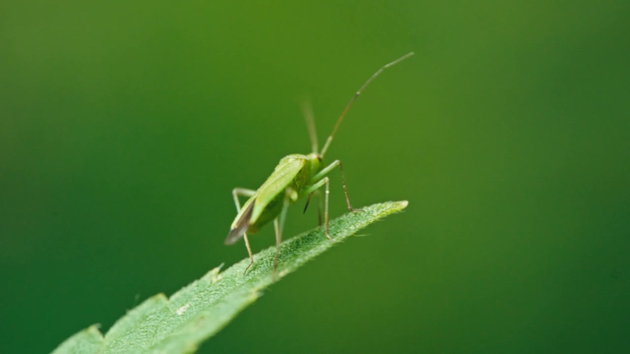 Macro di un insetto verde (Calocoris affinis) posato sulla punta di una foglia prima di volare via. Luce naturale, sfondo sfocato e profondità di campo ridotta.