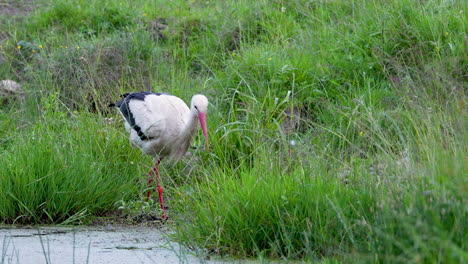 white stork perched quietly on a patch of grass near a reflective wetland pond.