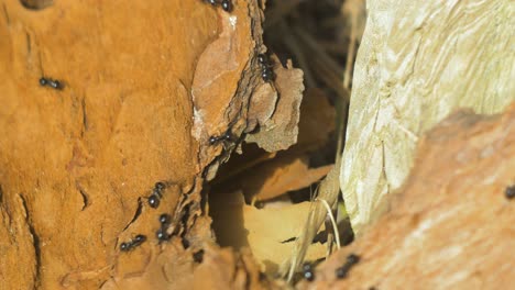 silky ants move on the nest, anthill with silky ants in spring, work and life of ants in an anthill, sunny day, closeup macro shot, shallow depth of field