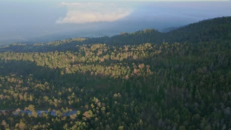 Vista-Aérea-Del-Interminable-Bosque-Selvático-Verde