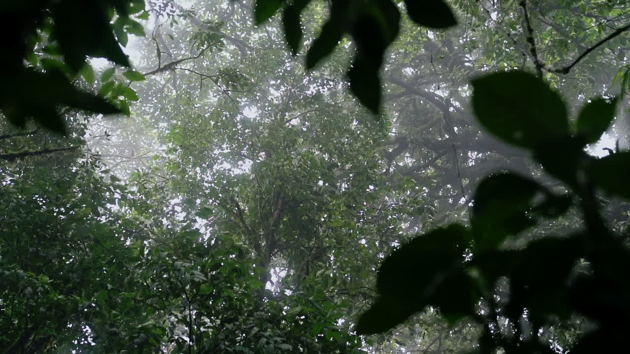 Looking Up At Tall Trees Shaking In Strong Winds As Storm Comes Into ...