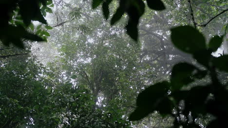 Looking-up-at-tall-trees-shaking-in-strong-winds-as-storm-comes-into-foggy-forest