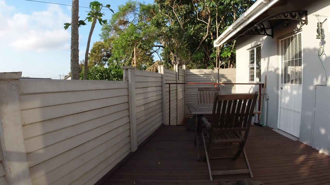 Vilde grå vervetaber leger på en veranda og mur i et boligområde i Sydafrika