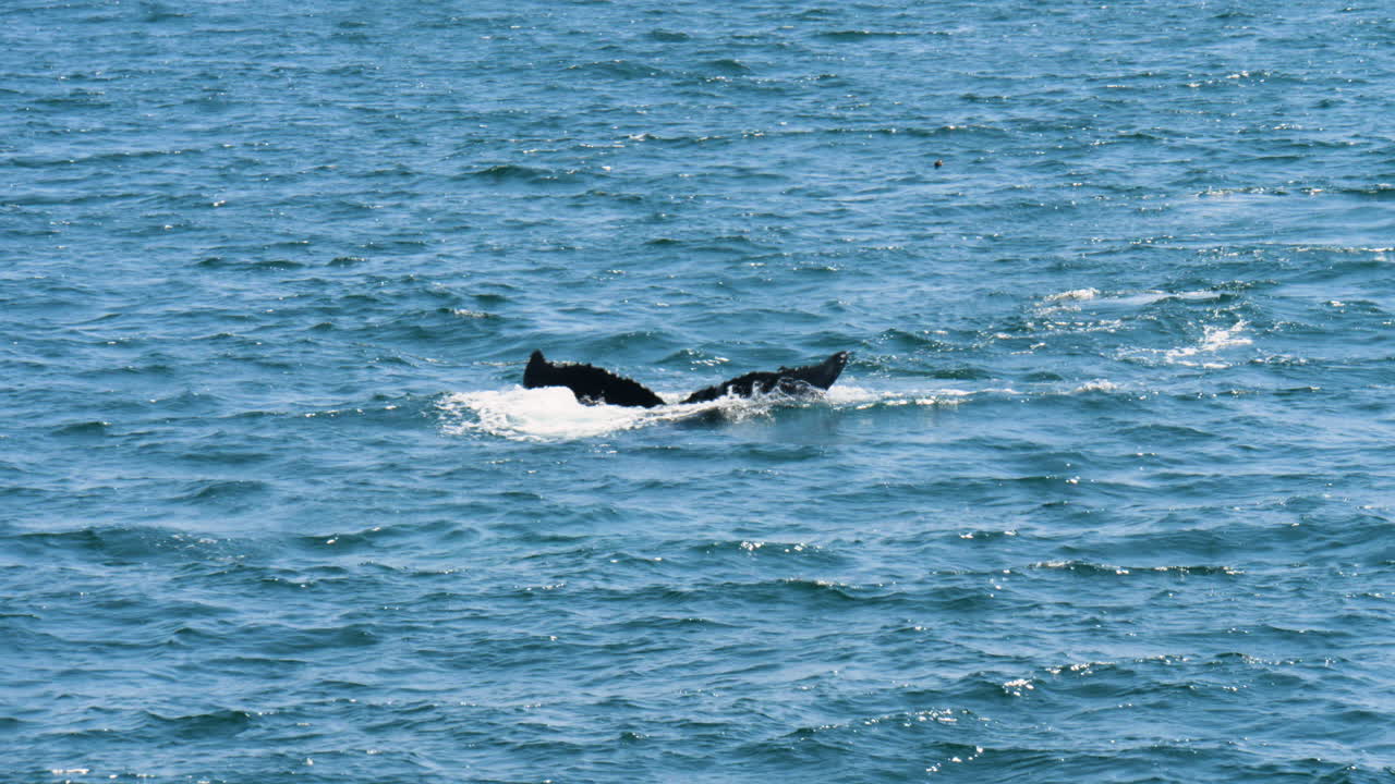 Humpback whale diving, slow motion 60fps