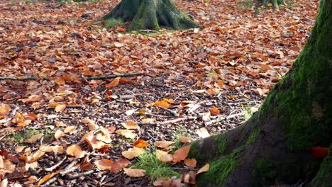 autumn forest woodland fall foliage vibrant rural countryside looking down at forest floor dolly left