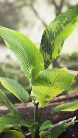 close up of green leaves