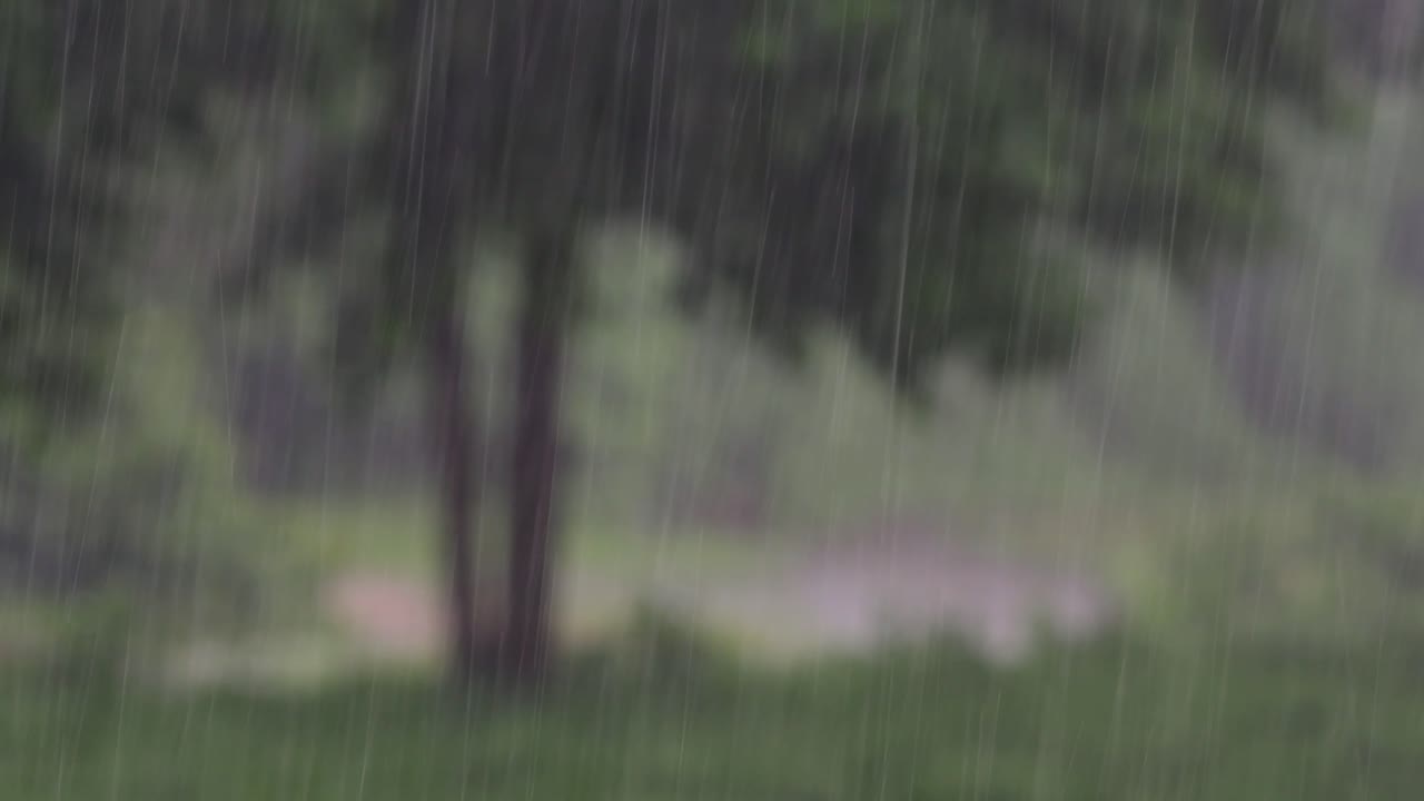 Rain comes in the jungle anytime and one must enjoy the most out of it