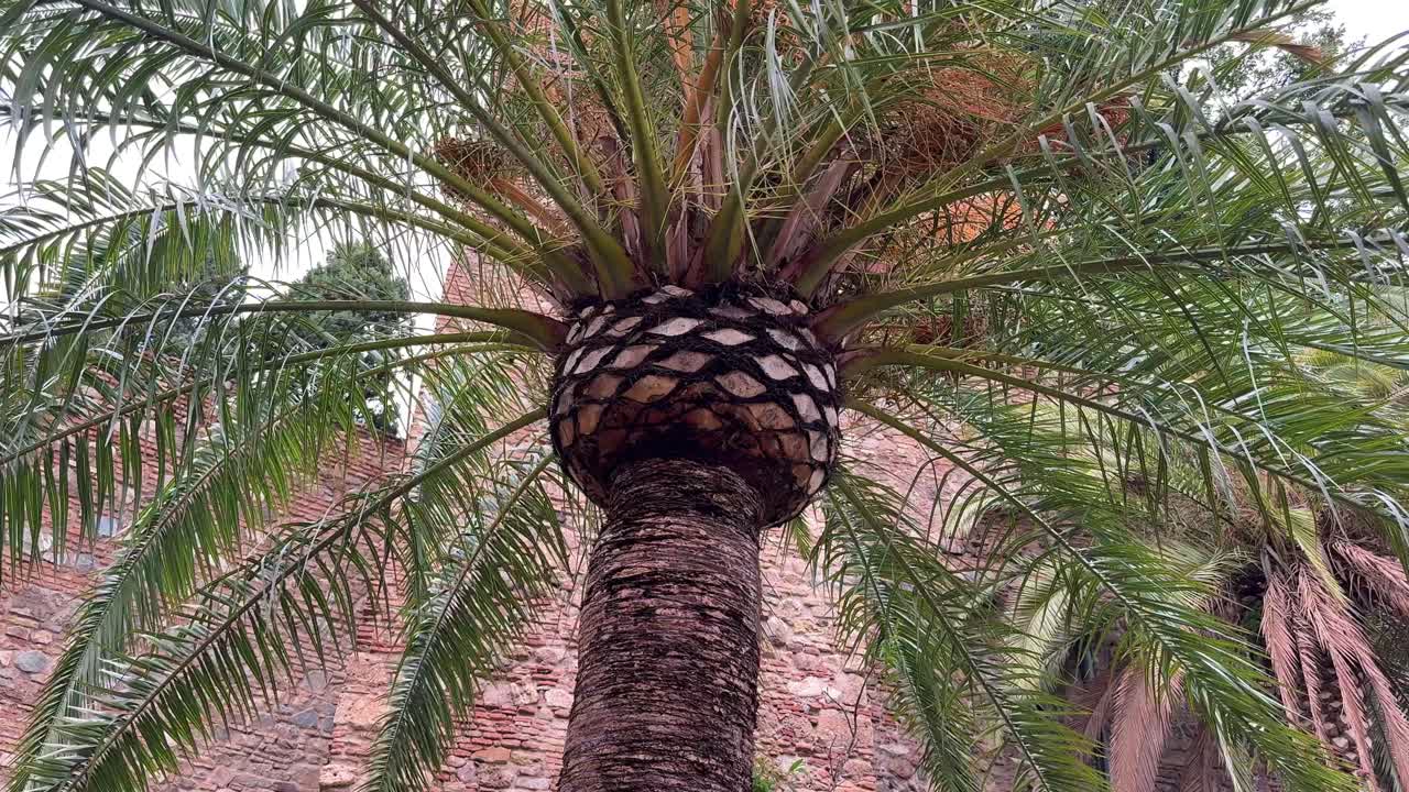 Palm Tree plant Arecaceae family of perennial, flowering plants