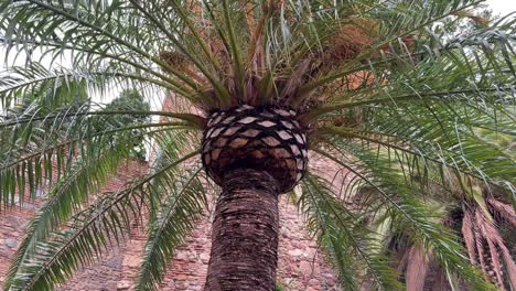 planta de palma arecaceae familia de plantas perennes con flores