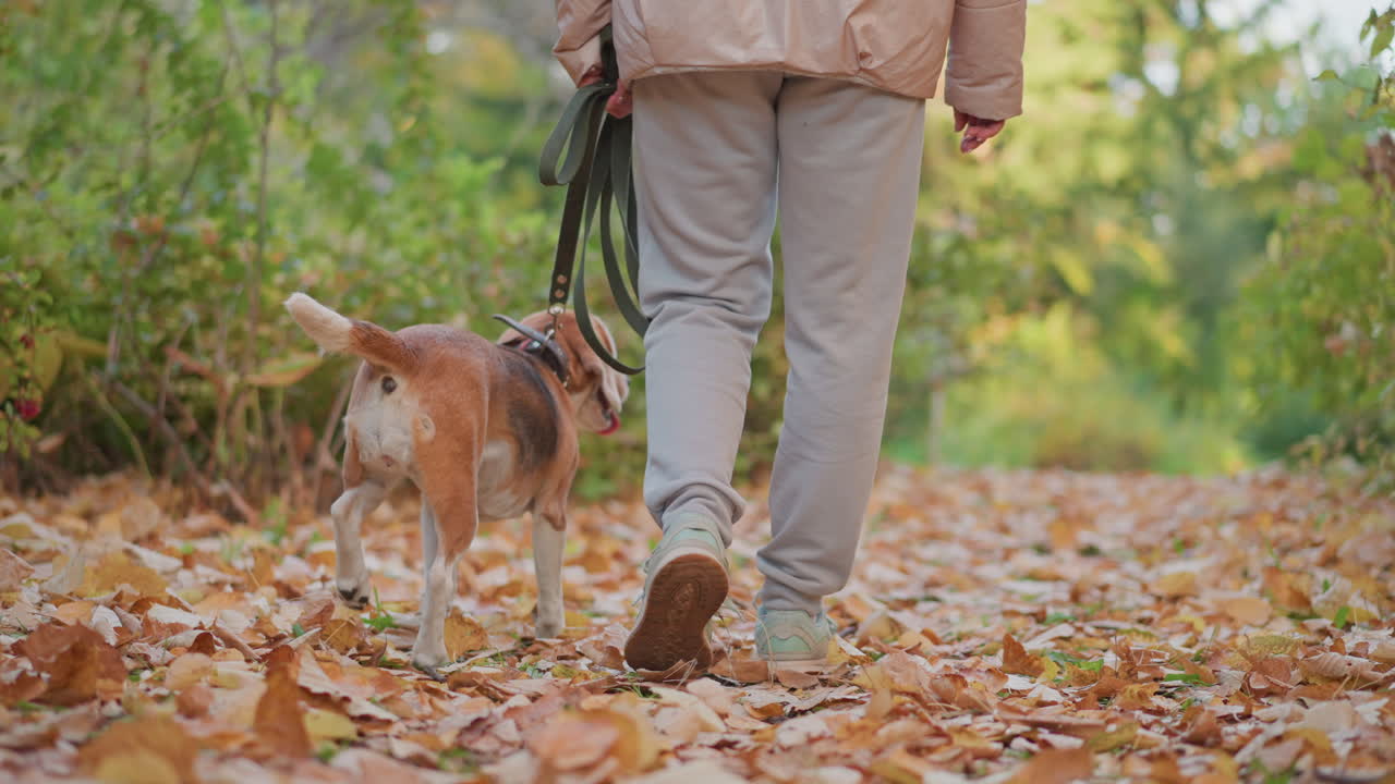 back view of dog walking with owner through autumn leaf covered forest path under dappled sunlight camera captures leash tail wag paws on crunchy ground