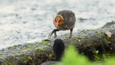 cute baby coot bird gets fed by parent in slow motion