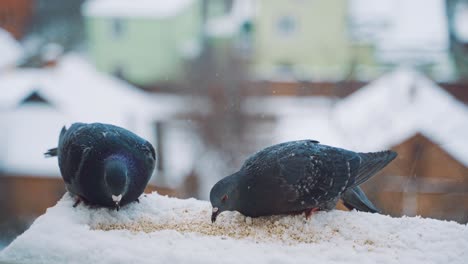 pigeons feeding on seeds in winter. birds on the streets of the city.
