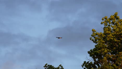 a red-tailed hawk coasts against a cloudy blue sky at sunset