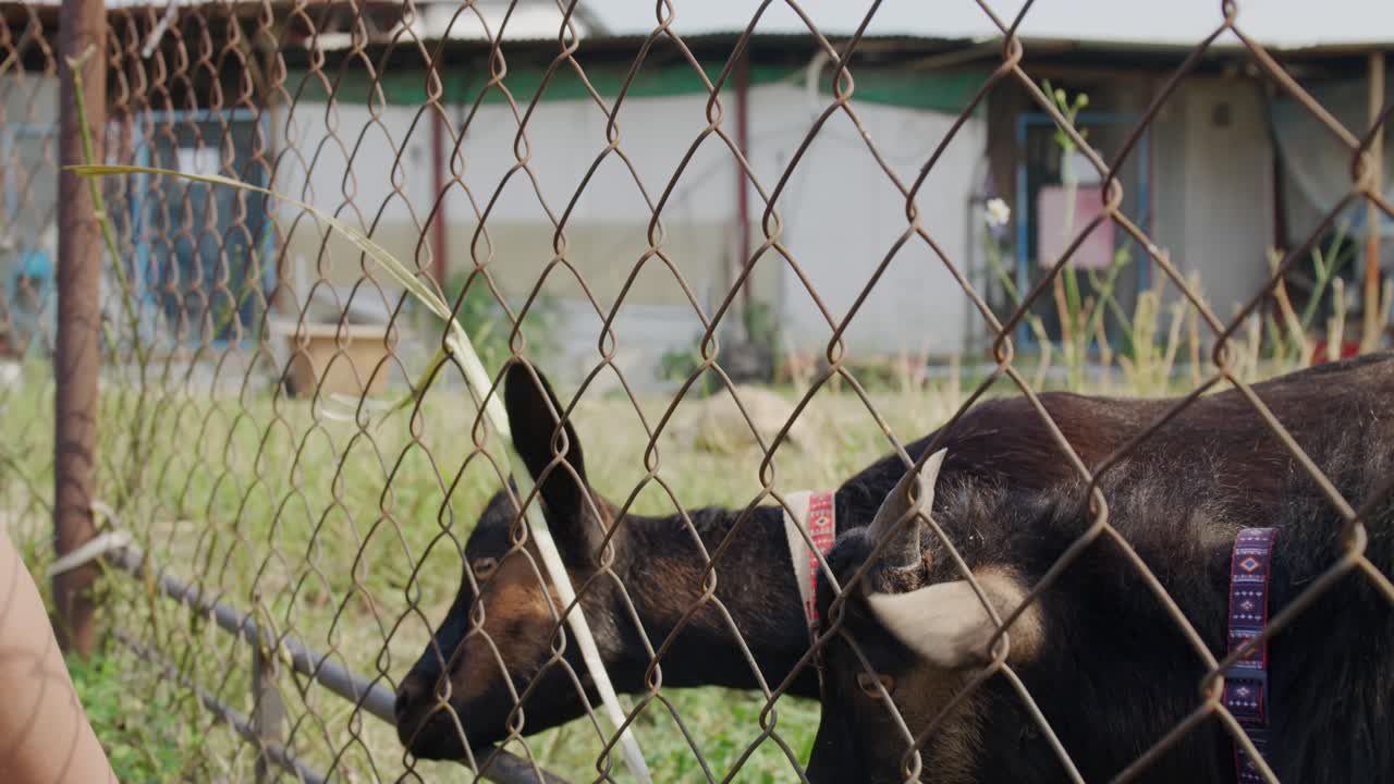 양 들 이 먹고 있는 근접적 인 모습