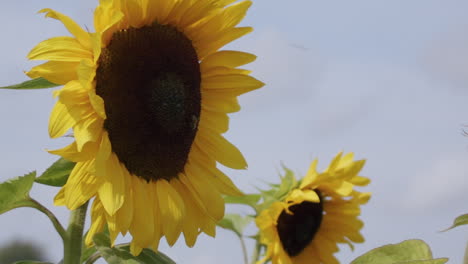 A-static-extreme-close-up-shot-of-bees-fighting-over-the-nectar-on-a-single-sunflower