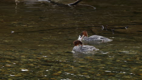 adult pair of common merganser water birds swimming and splashing in atnarko river