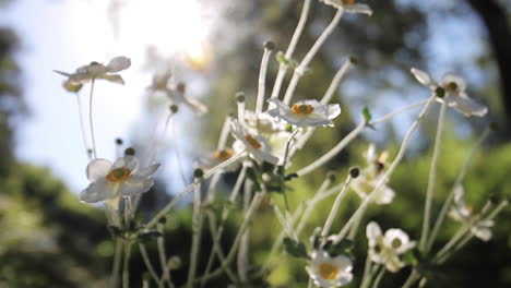 sun glows behind white and yellow flowers