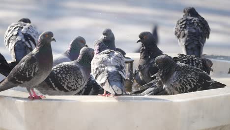 palomas bañándose en una fuente