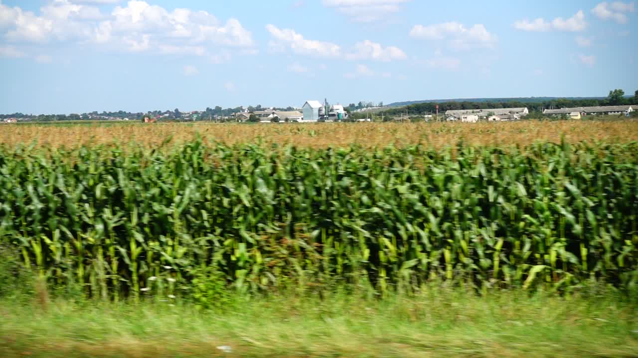 Field of corn. Shooting in the movement