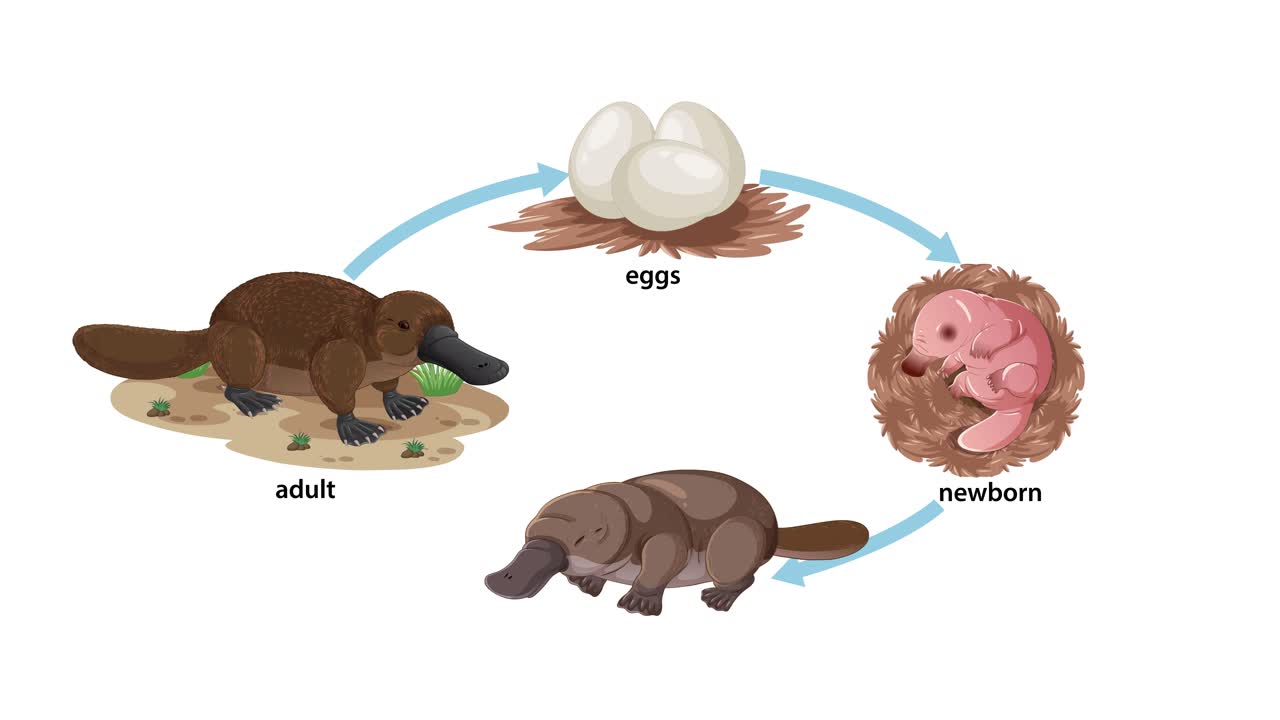 Illustrated animation shows the platypus life cycle, transitioning smoothly from egg, to newborn, to baby, and finally to adult, with clear labeled stages