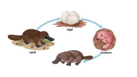 illustrated animation shows the platypus life cycle, transitioning smoothly from egg, to newborn, to baby, and finally to adult, with clear labeled stages
