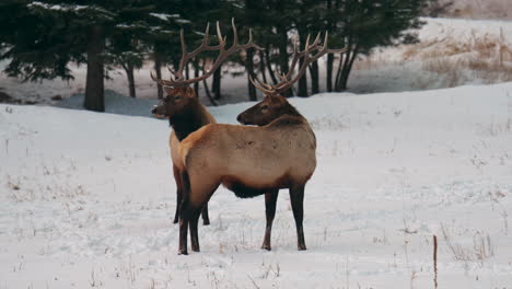 Männlicher-Stier-Elch-Herde-Rocky-Mountains-Yellowstone-Nationalpark-Montana-Wyoming-Idaho-Denver-Colorado-Tierwelt-Geweih-Sonnenuntergang-Winter-Umsehen-Wald-Wiese-Hinterland-Bock-Jäger-Folgen-Pfanne