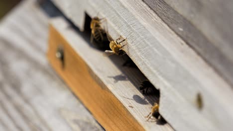 Entrada-De-La-Colmena-De-Abejas-Closeup-En-Poca-Profundidad-De-Campo.