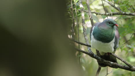 kereru o paloma de madera posada en el árbol en el bosque - de cerca