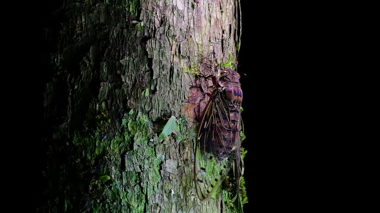 esta cigarra gigante trepando un árbol en la noche, megapomponia intermedia, encontrada en las selvas de tailandia