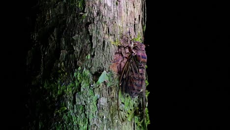 this giant cicada climbing a tree in the night, megapomponia intermedia, found in the jungles of thailand