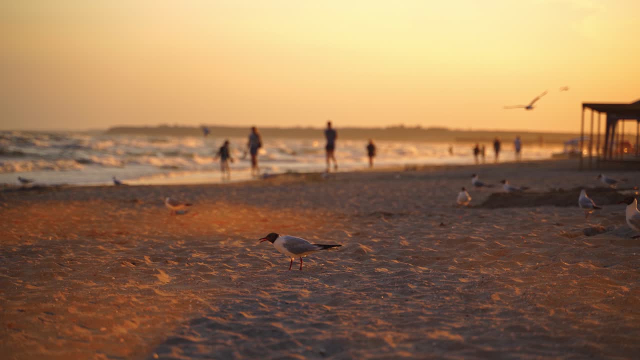 Seagulls walking on sandy beach with people in the evening. Many birds are looking for food on seashore at sunset.