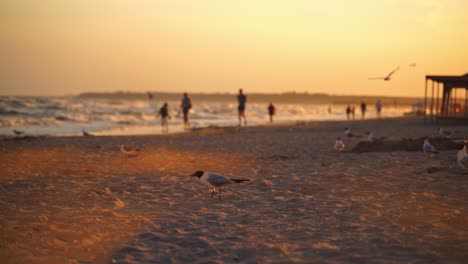 seagulls walking on sandy beach with people in the evening. many birds are looking for food on seashore at sunset.