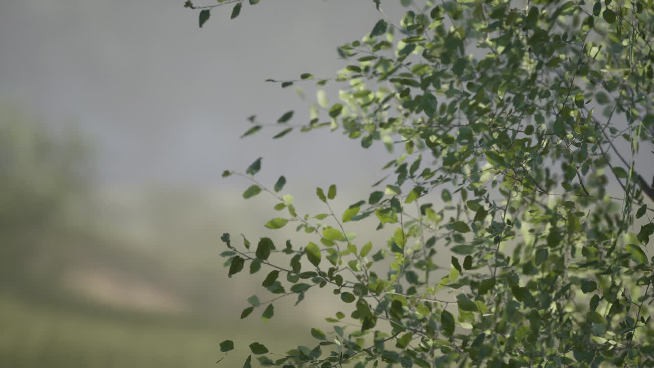 Lush green leaves gently swaying in the breeze near a tranquil water body