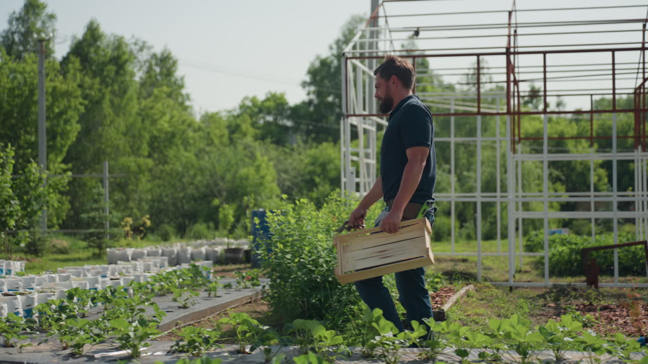 young farmer walking through field carrying crate and plier inspecting crop near metal frame structure summer greenery rural workday showing dedication to cultivation and care