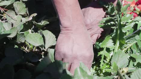 hands picking fresh ripe strawberries in the strawberry field on a sunny day - close up