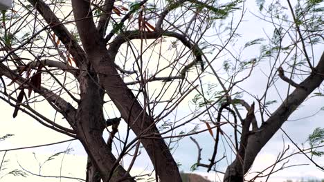 Outdoors-amongst-mother-nature-walking-embracing-nature,-practising-mindfulness-watching-tree-branches-moving-in-the-wind-with-a-gentle-breeze