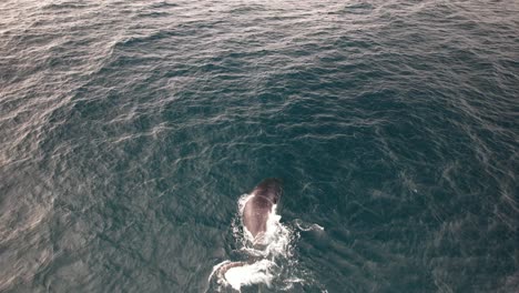 humpback whale diving - nsw, australia - drone shot