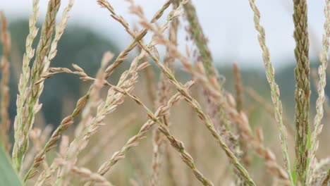 Nahaufnahme-Einer-Maisrispe-In-Einem-Blühenden-Maisfeld,-Die-Sich-An-Einem-Bewölkten-Tag-Sanft-Im-Wind-Wiegt