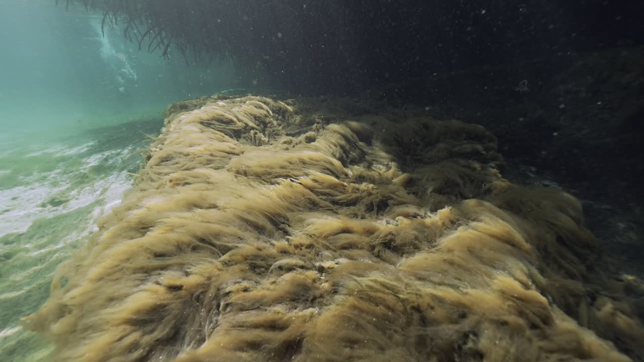 Stunning underwater HDR footage filmed in Casa Cenote near Tulum, Mexico. The video features crystal-clear freshwater, dramatic sunbeams piercing through the water. Shot in 4K HDR with Sony FX3 in