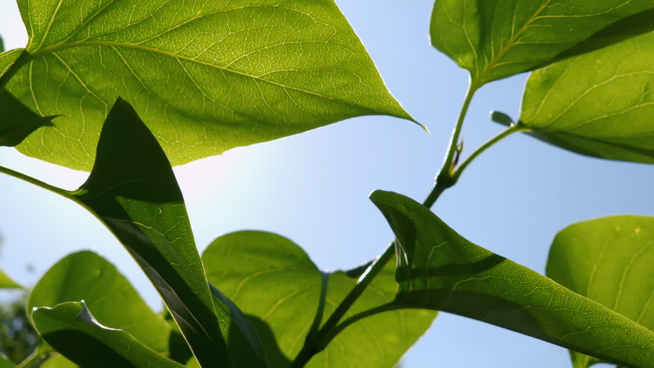 Close-up of Bright Green Leaves Backlit by Sunlight
