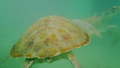 green sea turtles enjoying a swim on the reef and eating scraps from the fishermen