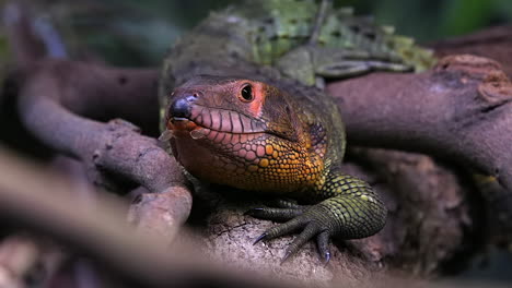 caiman lizard opening its mouth wide