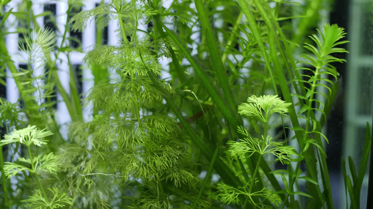 toma panorámica hacia abajo en cámara lenta