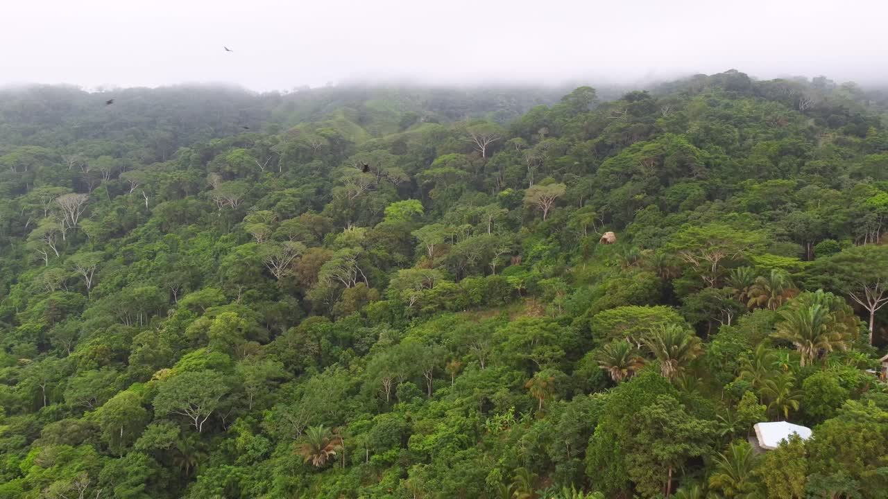 jungla aérea denso bosque del caribe santa marta colombia, pájaros volando