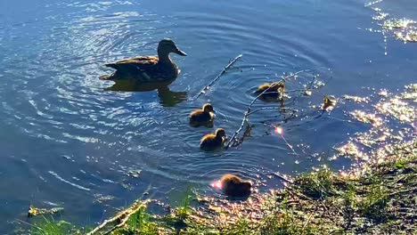 momma duck swimming with her baby ducks in a pond on a bright sunny day