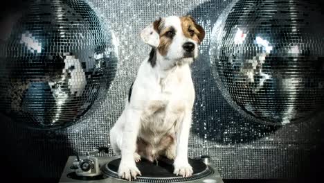 discoteca para perros 4k 01